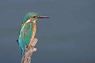 Eisvogel auf einem Ast über dem Wasser. von Petra Vastenburg Miniaturansicht