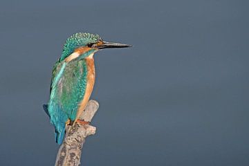 kingfisher on a branch above the water. by Petra Vastenburg