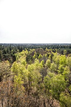 Bos zicht van Novi Zijlstra