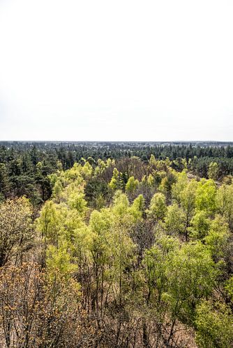 Blick auf den Wald