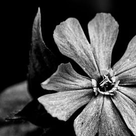 Fleur avec feuilles en forme de cœur en noir et blanc sur Arendina Photography