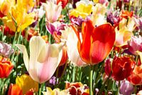 Tulipes