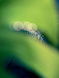 Verborgene Frische von Jana Nowak