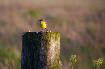 Yellow wagtail with food by Tessa van der Geer