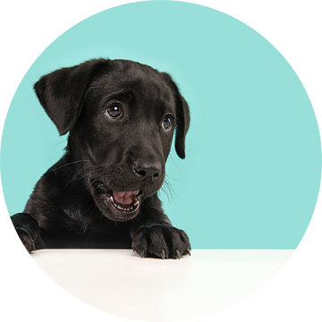 Portret van een zwarte labrador retriever puppy die schattig kijkt, iets vraagt tegen een blauwe ach van Elles Rijsdijk