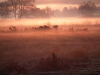 Zonnegloed over de mistige heide