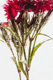 Pentecost Carnation in Ice 2