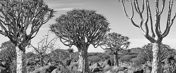 Namibië, Kokerbomenbos van Jeannette Kliebisch