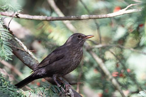 Dark blackbird on a mossy branch in the forest by JoachimD.Kruse-Photography