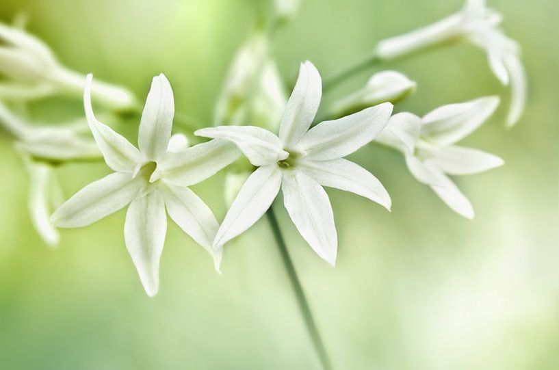 Wild garlic by Violetta Honkisz
