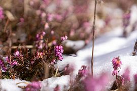 Crocus & heather in the mountains by Miriam Schwarzfischer Fotografie