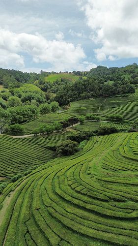 Cha Gorreana tea fields