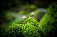 Mushrooms with moss