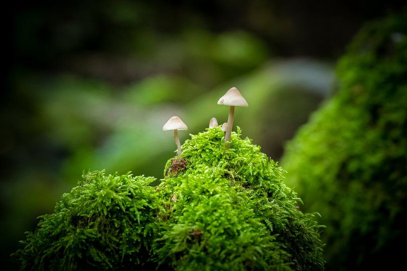 Mushrooms with moss by Karsten Glasbergen