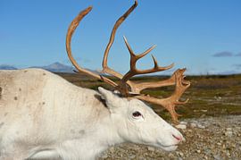 Portret van een rendier van Karin Jähne