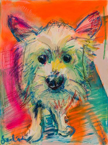 Irish soft-coated wheaten terrier hond