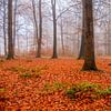Mistig  kleurrijk herfstbos van Patricia Hofmeester