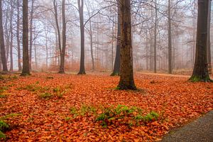 Nebliger bunter Herbstwald