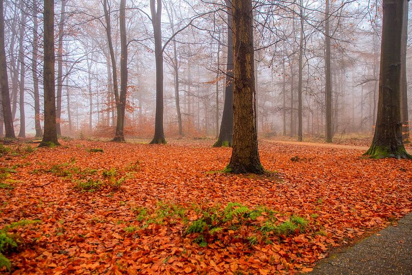 Forêt d'automne brumeuse et colorée par Patricia Hofmeester