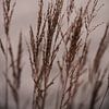 High grass | Trésors cachés dans la nature sur Ratna Bosch