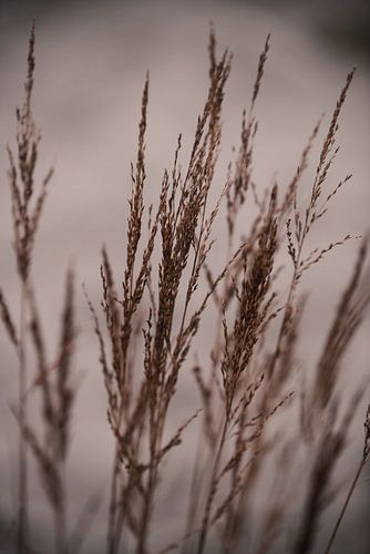 High grass | Hidden treasures in nature