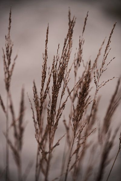 High grass | Hidden treasures in nature by Ratna Bosch