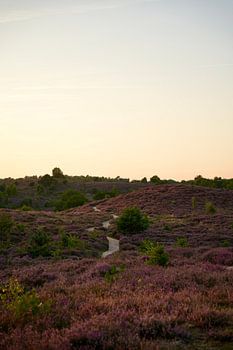 Heather in bloom on the Posbank