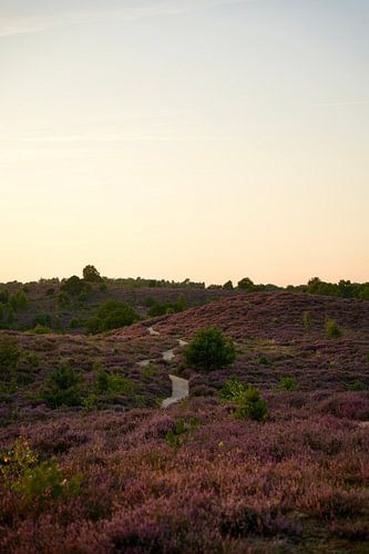 Heather in bloom on the Posbank