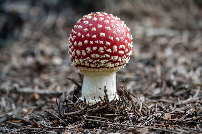 Fly agaric by Wilma Hoeve