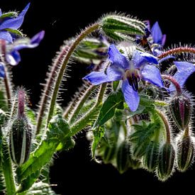 Deep blue hope in the dark by Hetty van der Zanden