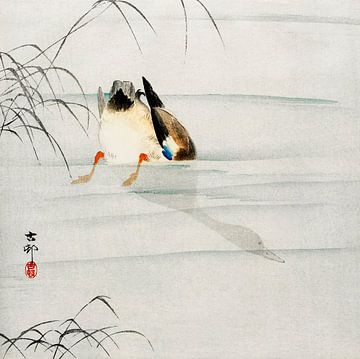 Stockente, der Kopf unter Wasser (1900 - 1930) von Ohara Koson von Studio POPPY