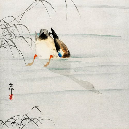 Mallard, the head under water (1900 - 1930) by Ohara Koson
