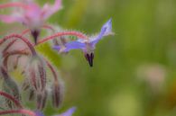 Fieldbloem by Moetwil en van Dijk - Fotografie thumbnail