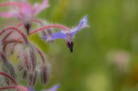 Veldbloem van Moetwil en van Dijk - Fotografie thumbnail