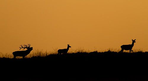 Deer oestrus at sunset