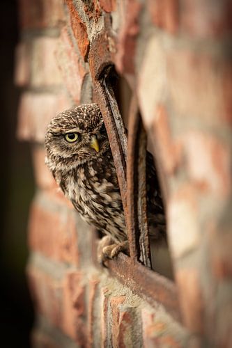 Little owl in a barn window