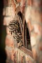 Steenuil in een stalraam van KB Design & Photography (Karen Brouwer) thumbnail