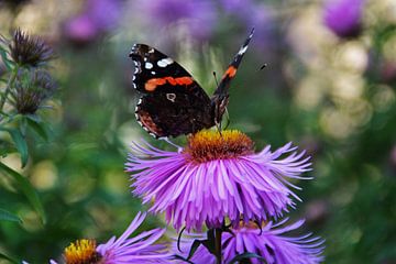 Schmetterling von Elsbeth Beltman