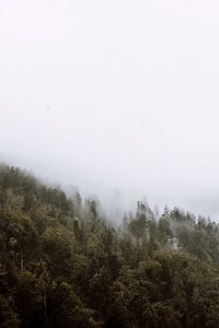 Herbstbäume im Nebel, Österreich von Holly Klein Oonk