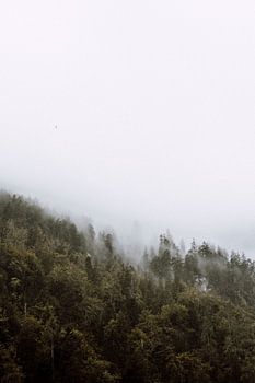 Herfstbomen in de mist, Oostenrijk