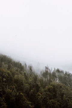 Herfstbomen in de mist, Oostenrijk van Holly Klein Oonk