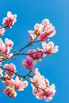 Magnolia's in bloei van Werner Dieterich