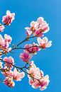 Magnolia's in bloei van Werner Dieterich thumbnail