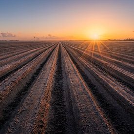 Akker in Flevoland | Aardappelruggen tijdens zonsopkomst | Boerenland van Marijn Alons