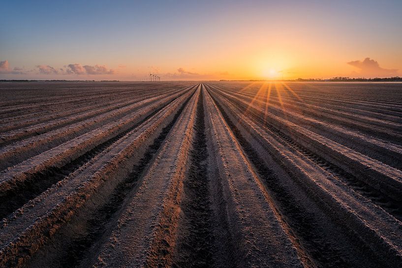 Field in Flevoland | Potato ridges during sunrise | Farmland by Marijn Alons