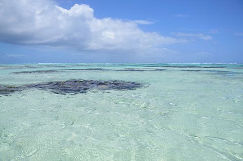 Rocks and plants under water