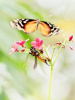 Vlinderliefde