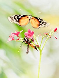 Vlinderliefde by Alexander Koenders