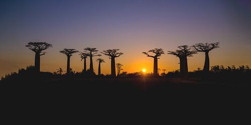 Baobab Avenue