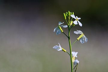 Witte bloemen van Raphael Kipfer